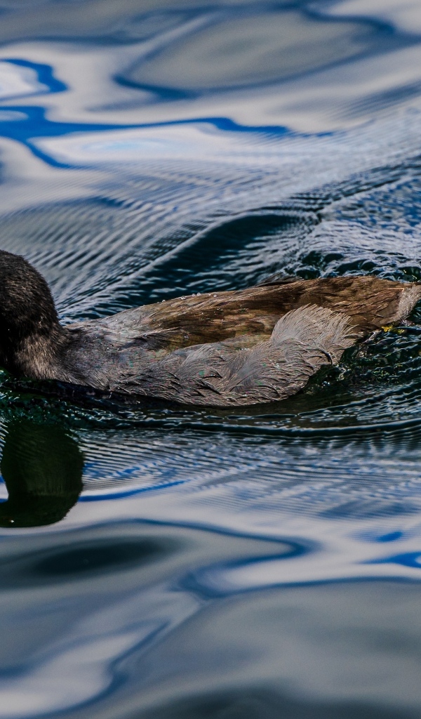 Черная кряква плывет по озеру