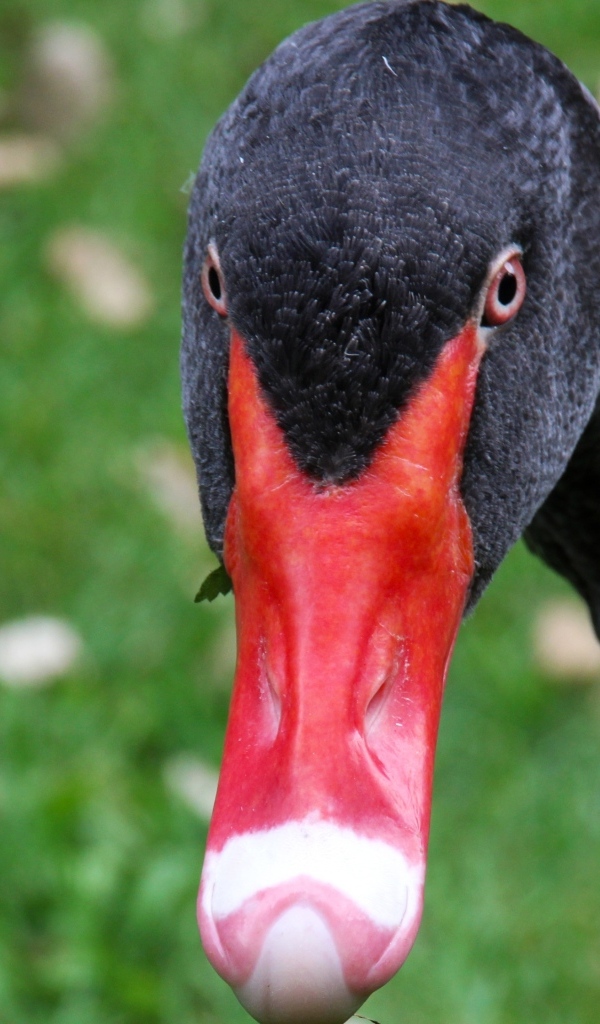 Черный лебедь с красным клювом крупным планом