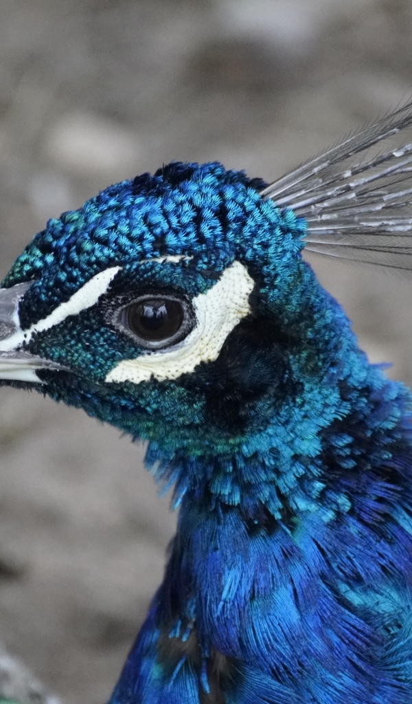 Синяя голова павлина крупным планом