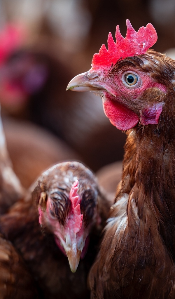 Коричневые домашние куры на ферме