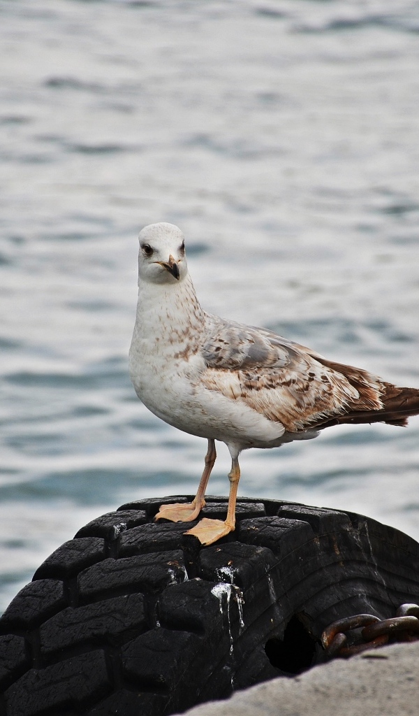 Коричневая чайка стоит у воды