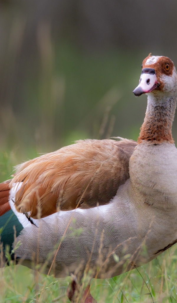 Коричневый дикий гусь в траве