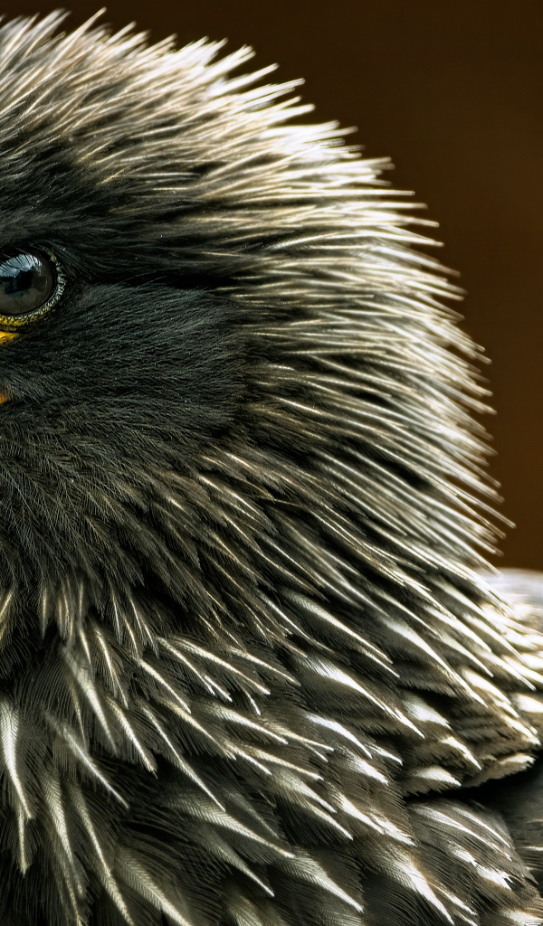 Птица каракара крупным планом