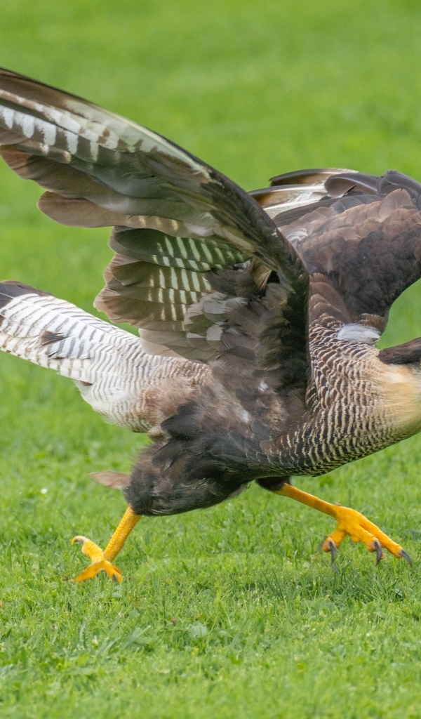 Птица каракара готовится к взлету