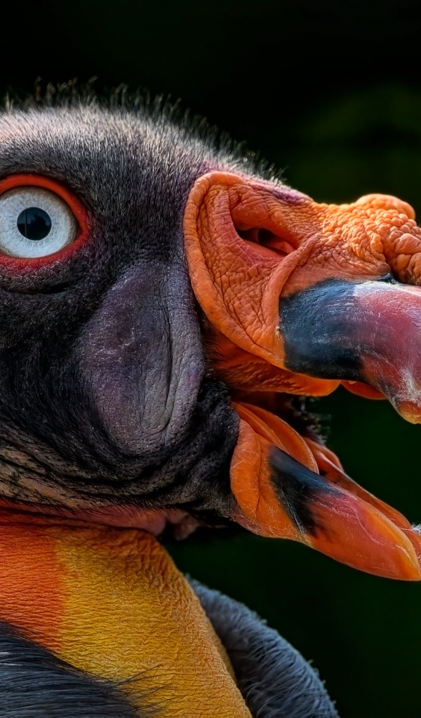 Голова грифа с голубыми глазами крупным планом