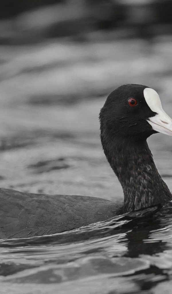 Птица лысуха плывет по воде