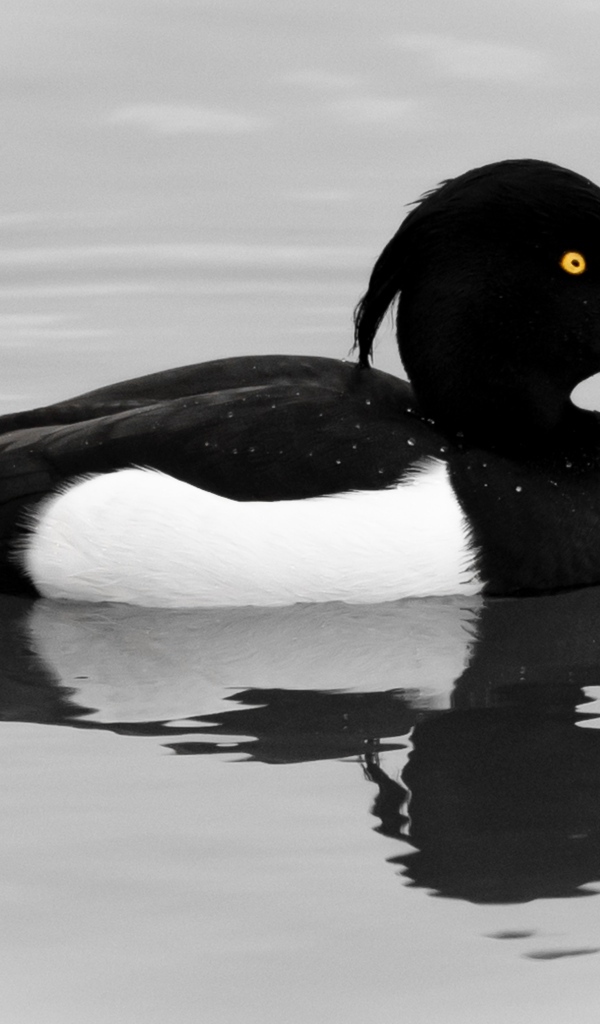 Хохлатая утка плавает в воде