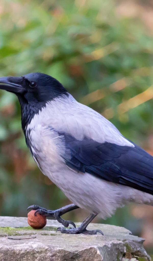 Ворона с орехом на камне