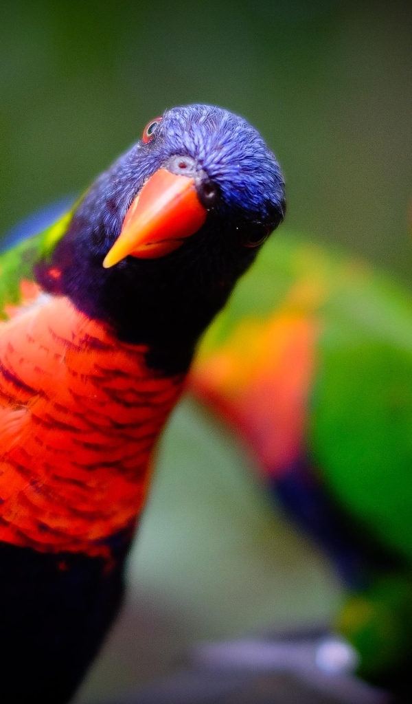 Любопытный синеголовый попугай