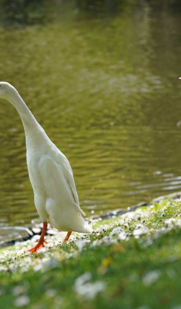 Утка и гусь у воды