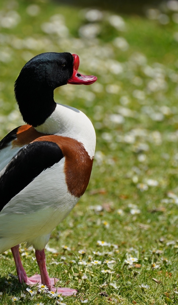 Утка стоит на зеленой траве