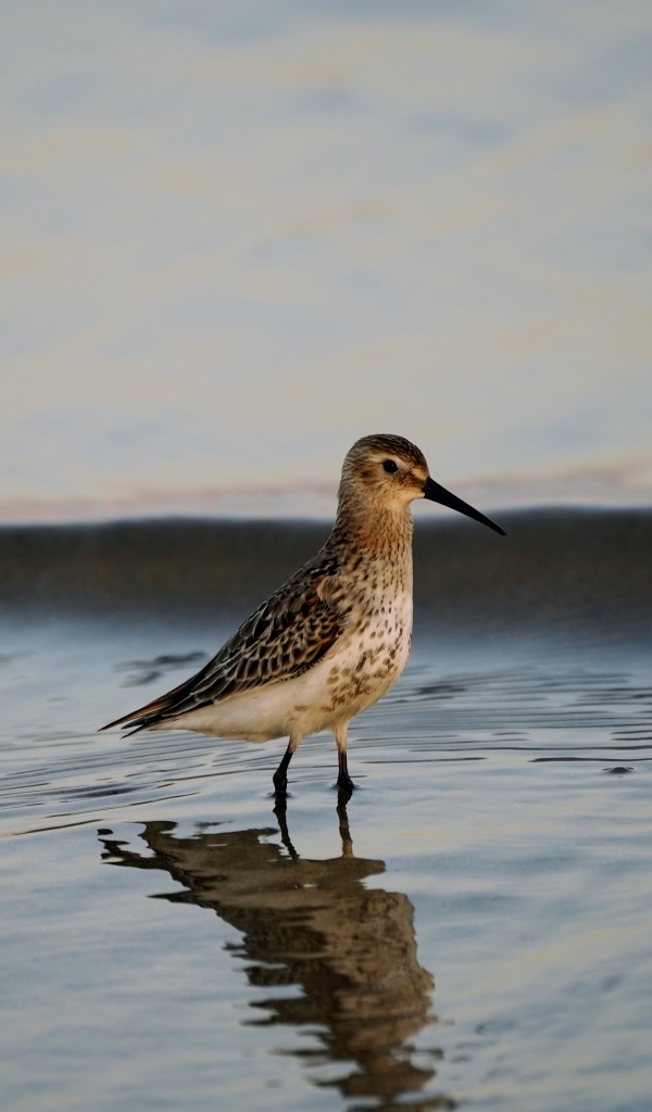 Птица чернозобик в воде