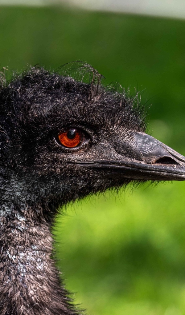 Голова страуса эму крупным планом