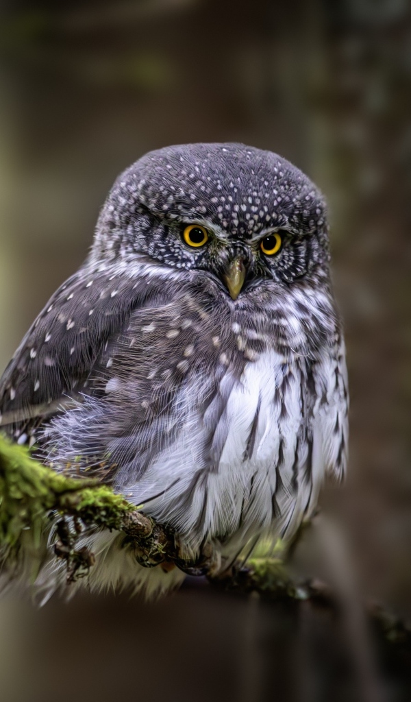 Евразийская карликовая сова сидит на ветке