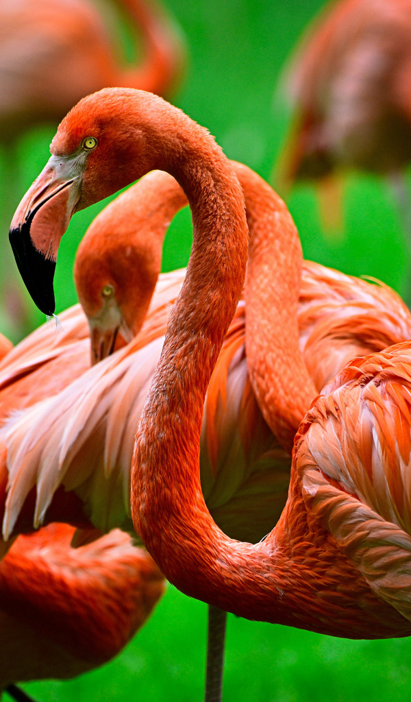 Стая розовых фламинго крупным планом