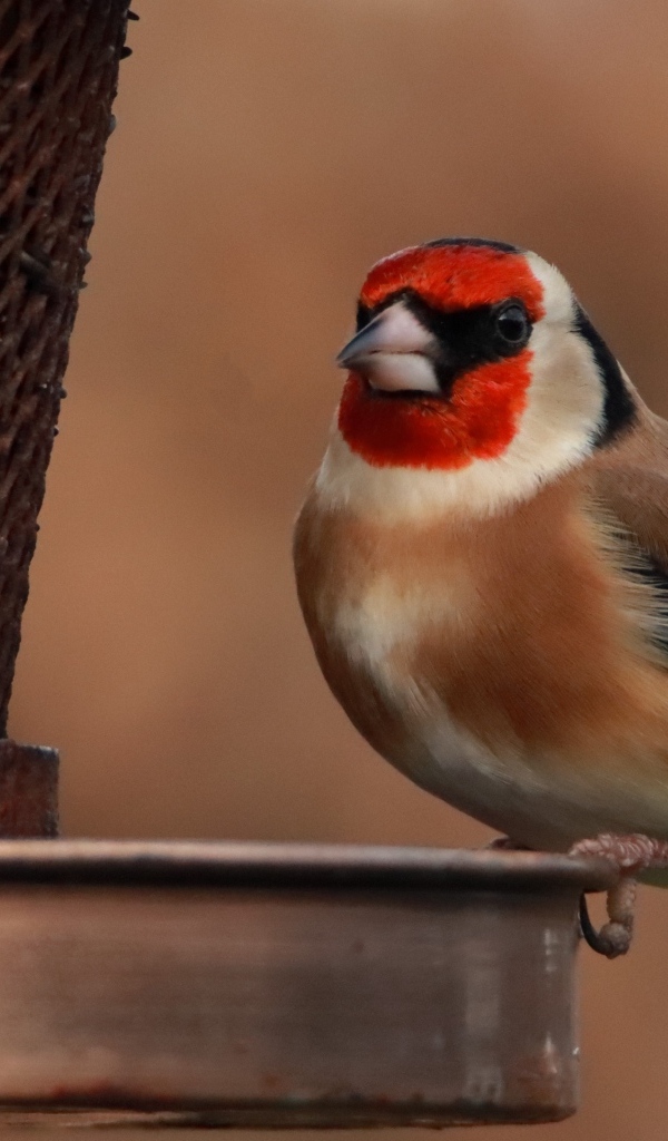 Птица щегол у кормушки