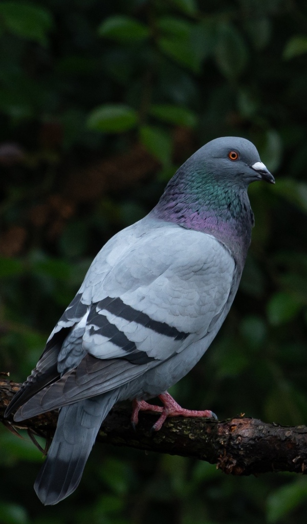 Серый голубь сидит на ветке дерева