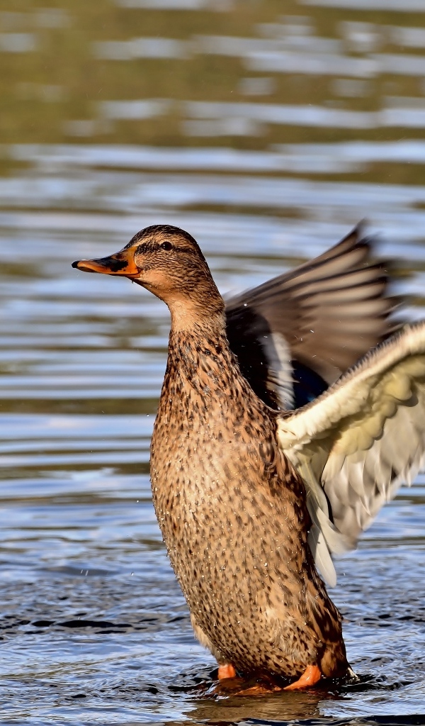 Серая утка расправила крылья в воде