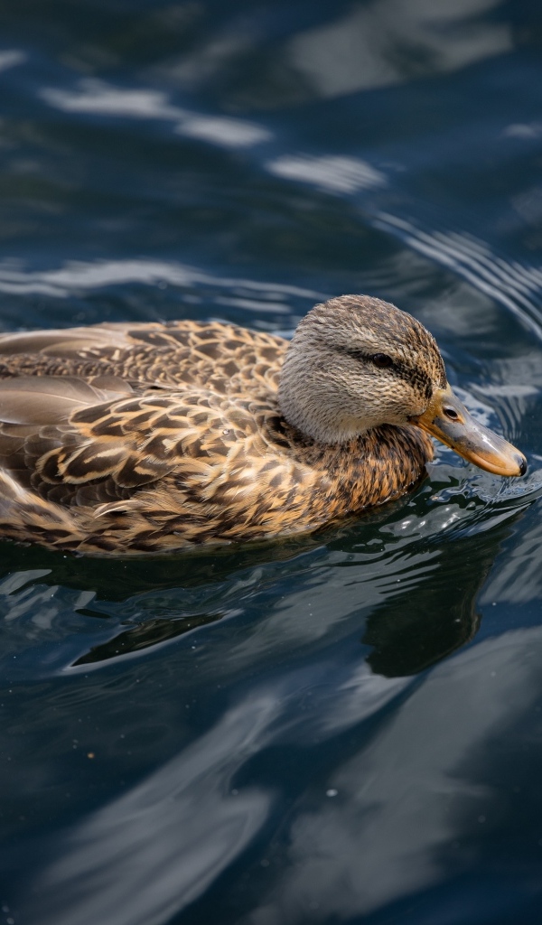 Серая утка плавает в спокойной воде