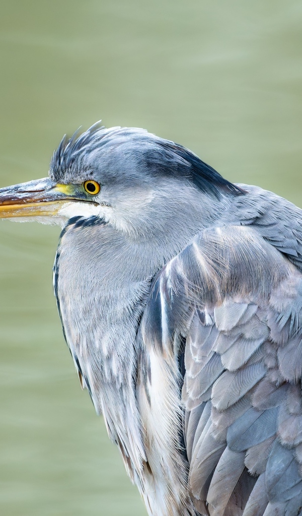 Серая цапля охотится у водоема