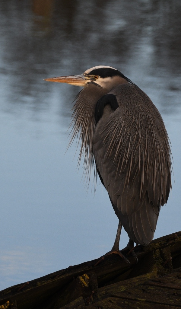 Серая цапля сидит у воды