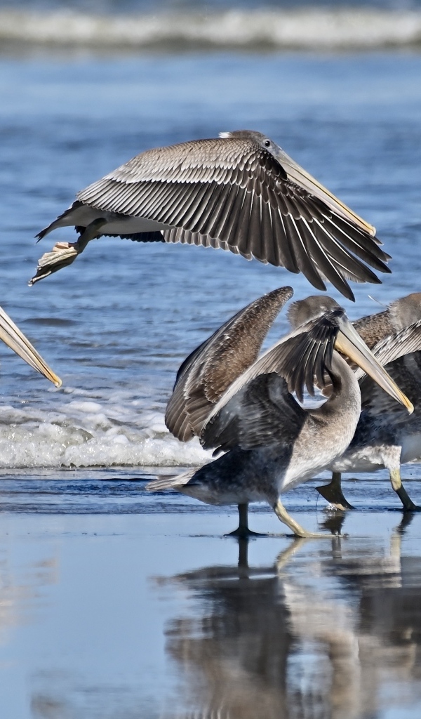 Серые пеликаны идут по мокрому песку