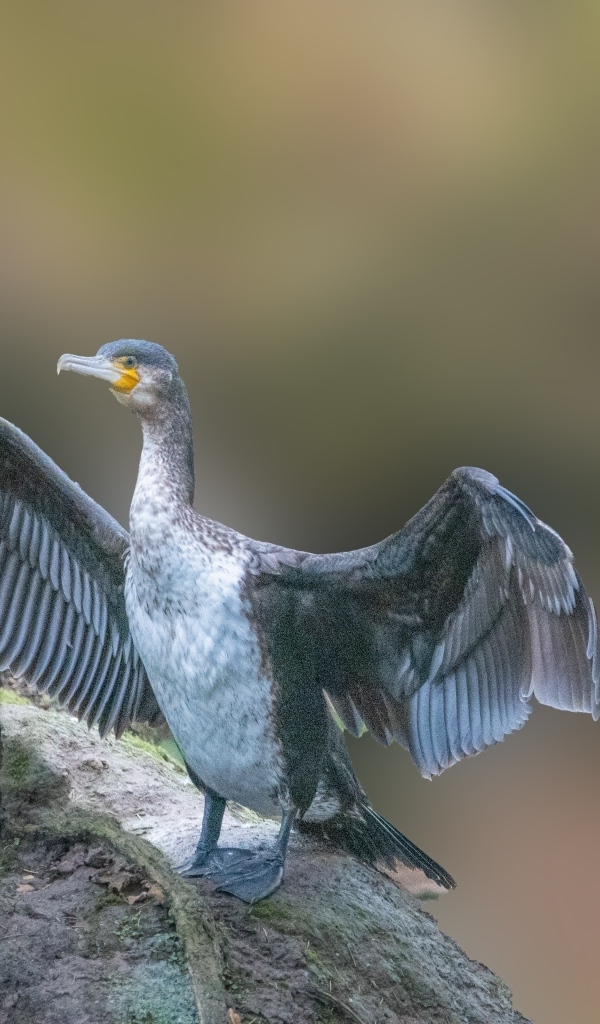 Большой черный баклан взлетает с камня