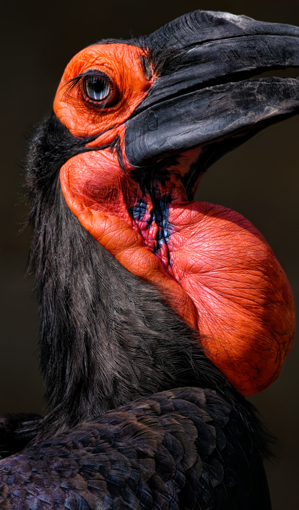 Большая птица калао на черном фоне