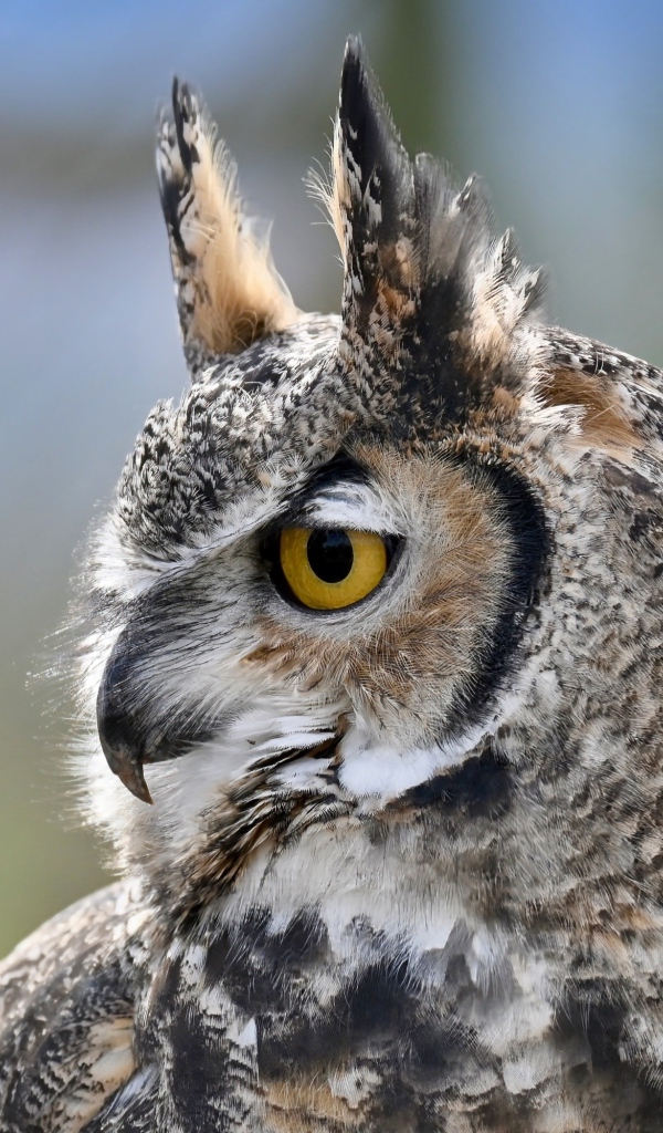 Большая рогатая сова