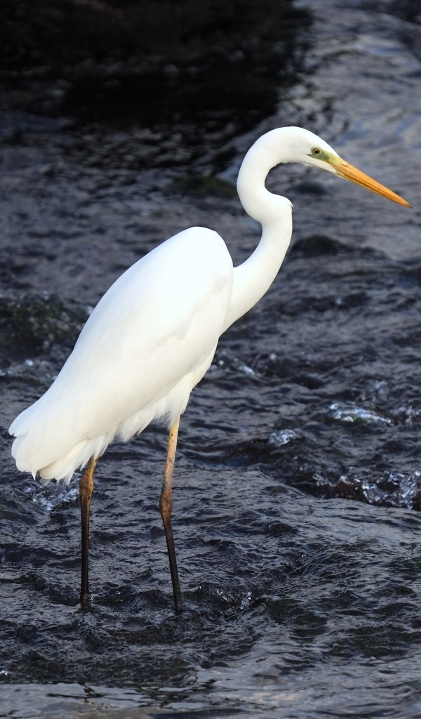 Большая белая цапля стоит в воде