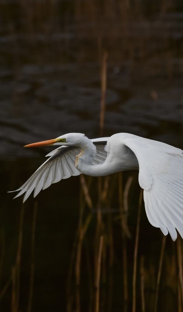 Большая белая цапля летит над водой