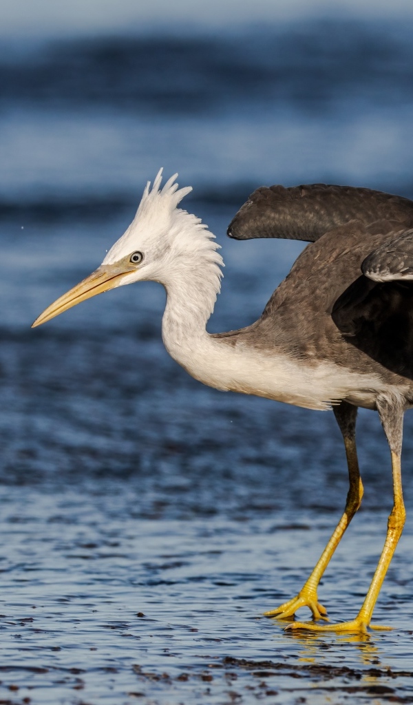 Большая цапля на мокром асфальте