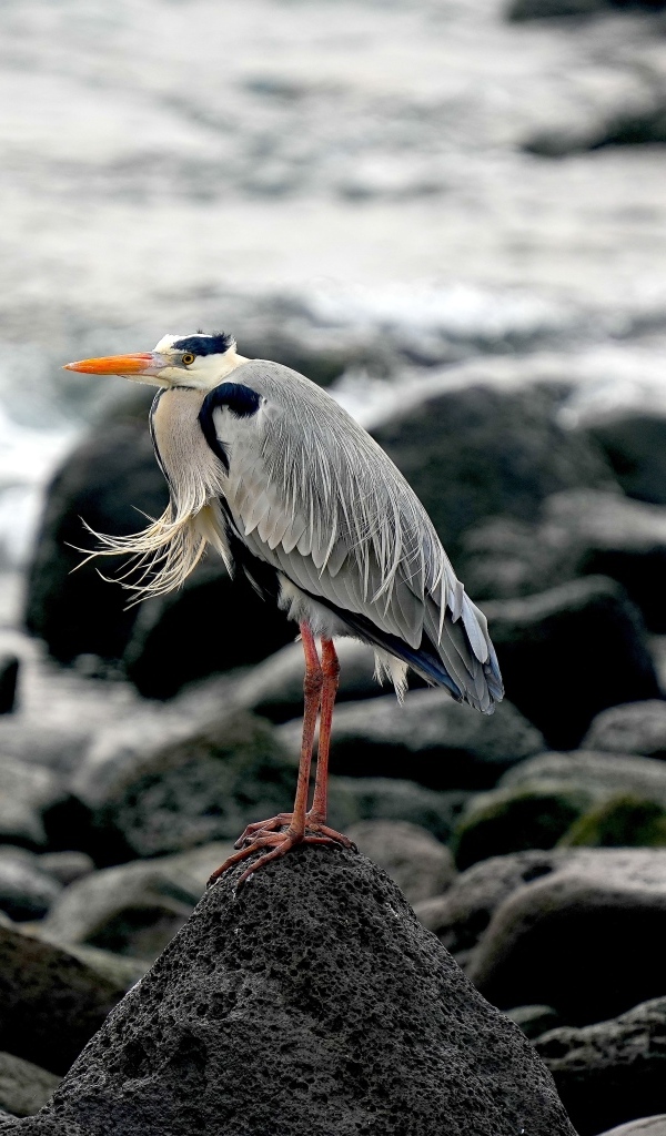 Большая серая цапля стоит на камне у воды