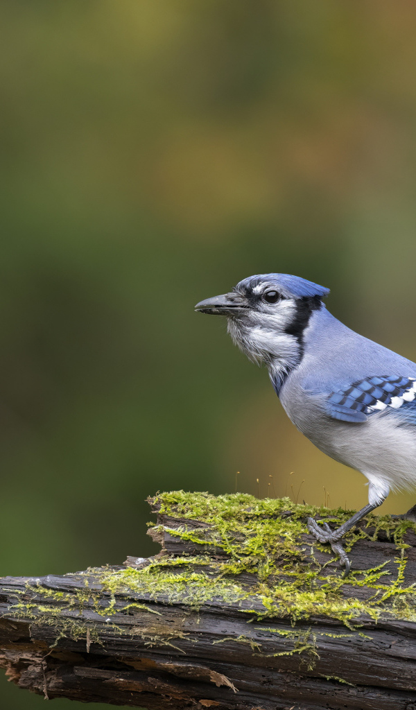 Большая сойка сидит на ветке дерева 