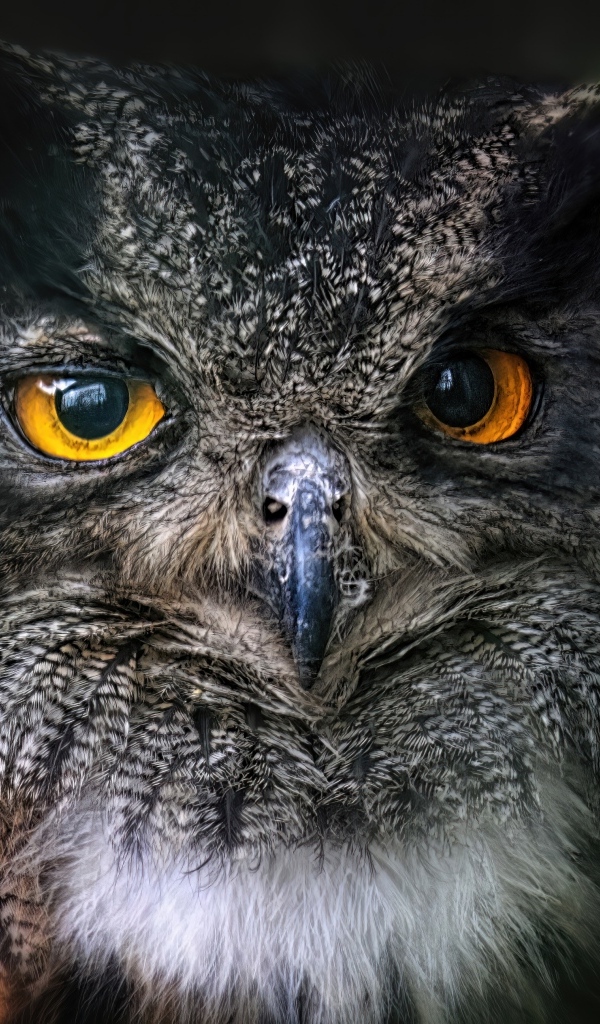 Большая ушастая сова с желтыми глазами