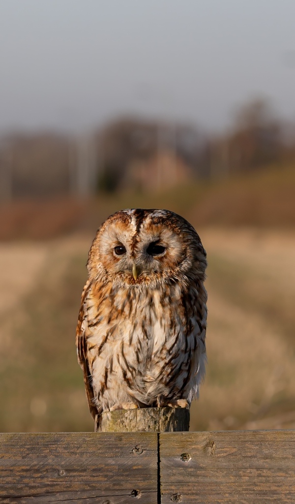 Большая неясыть сидит на заборе