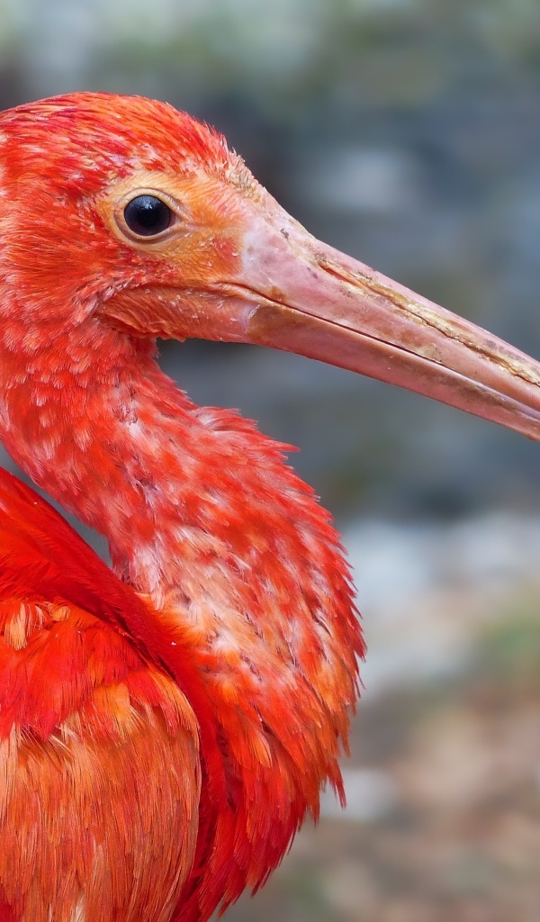 Большой розовый ибис крупным планом