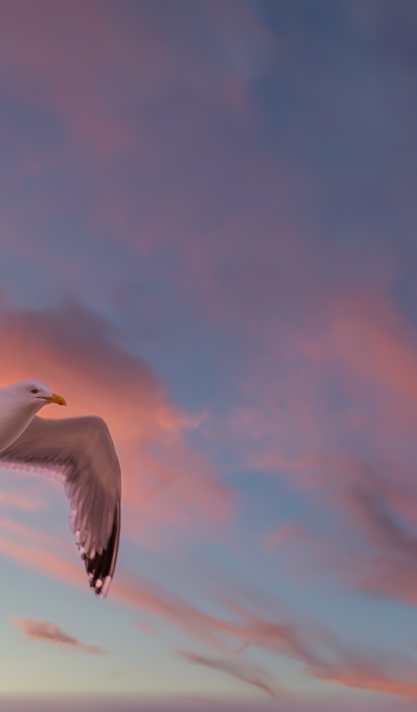 Большая белая чайка в небе на закате