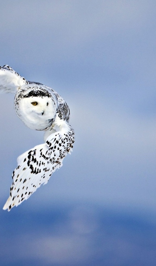 Большая белая сова с черными пятнами в воздухе