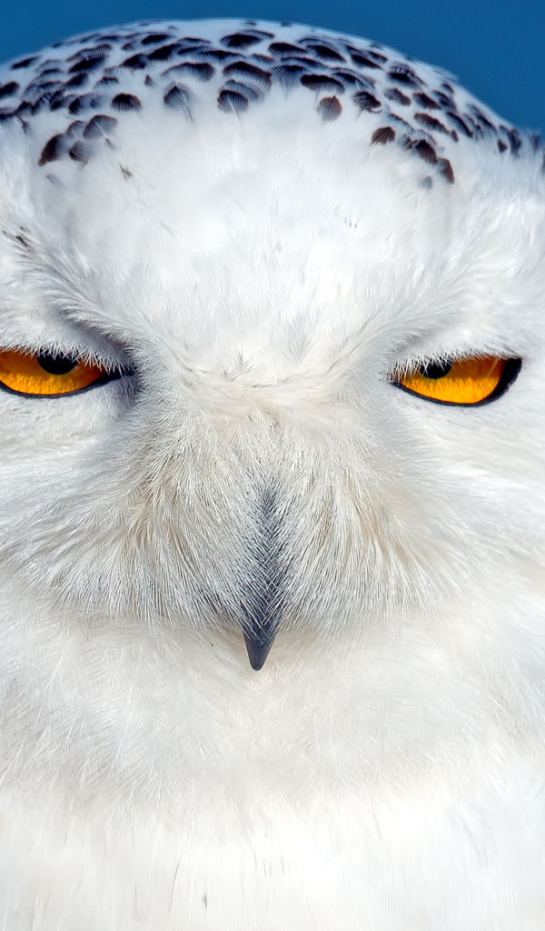 Большая белая сова с черными пятнами с желтыми глазами