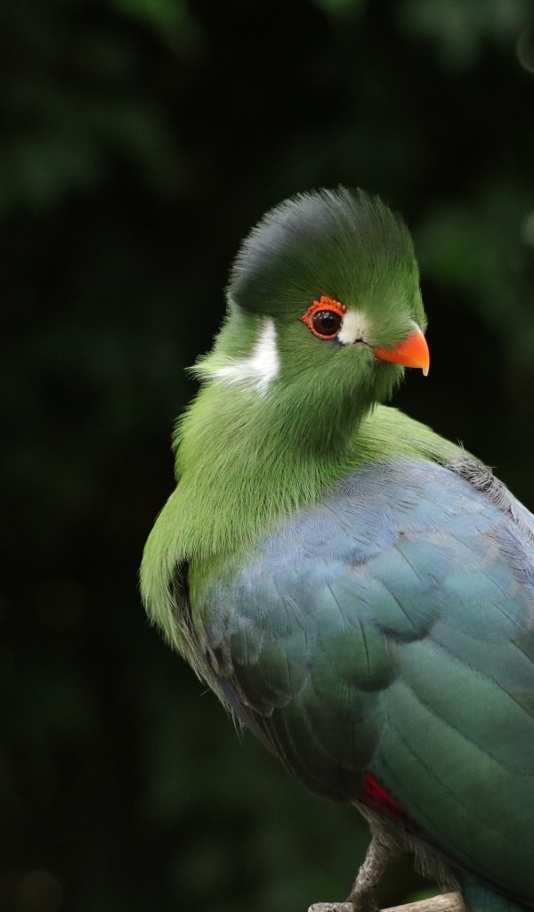 Зеленый белощекий турако на ветке