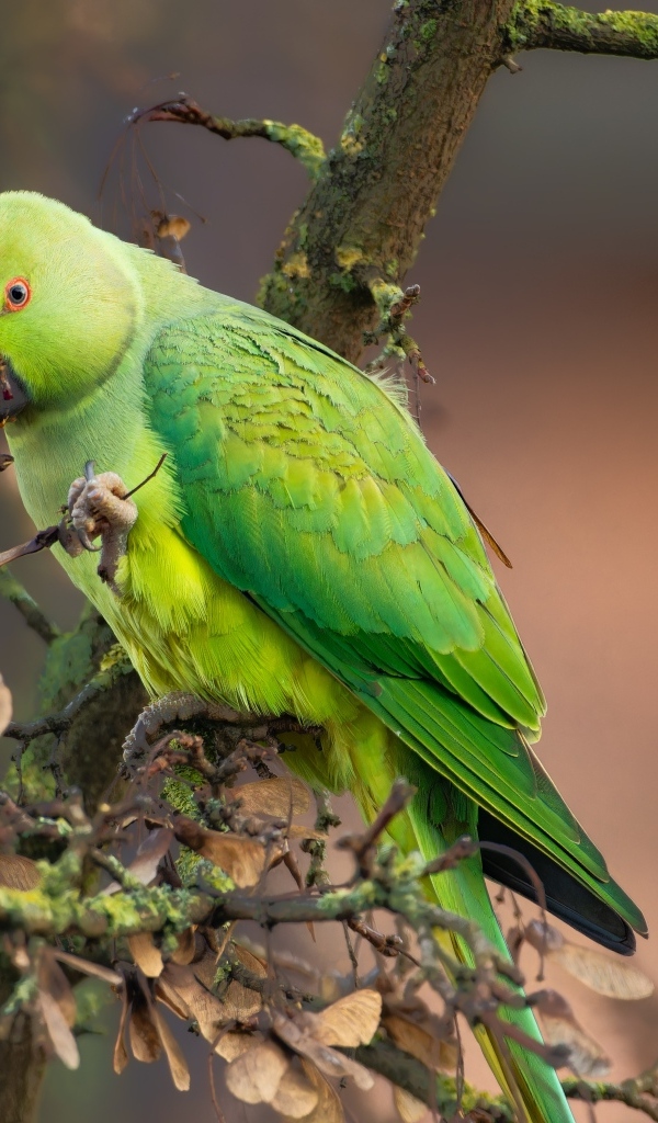 Зеленый попугай сидит на ветке дерева