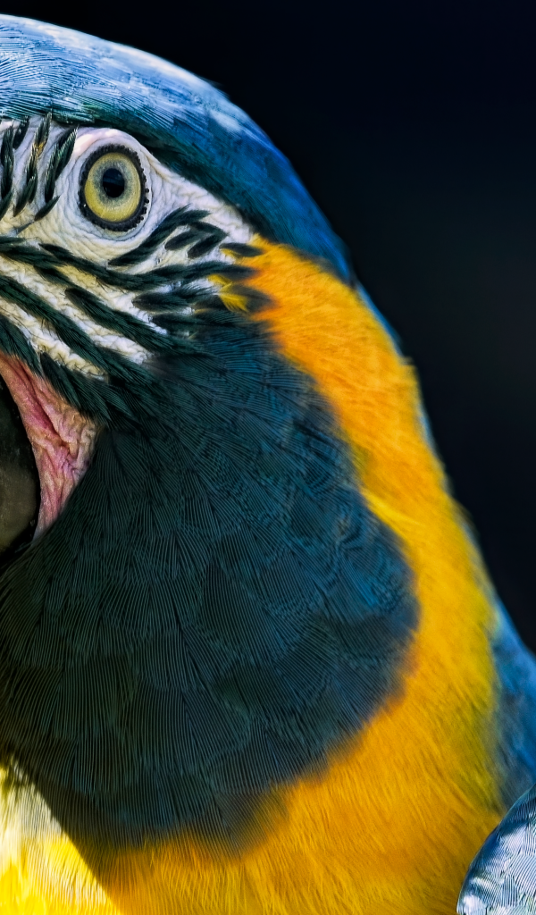 Голова большого синегорлого ары