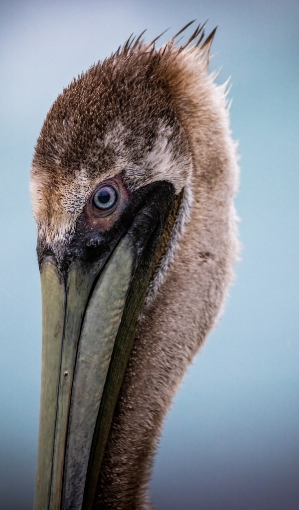Голова пеликана с длинным клювом на сером фоне