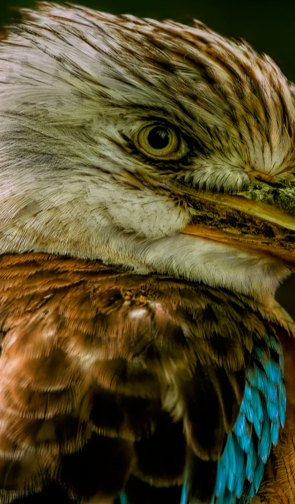 Kookaburra bird head close up