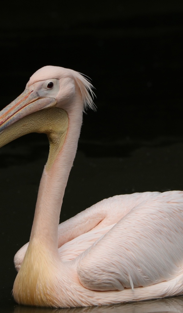 Большой розовый пеликан на черном фоне