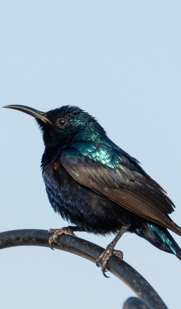 Маленький черный дрозд сидит на ветке 