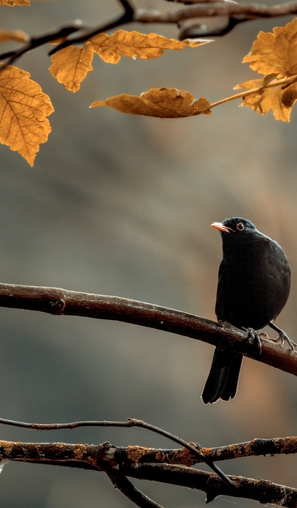 Маленький черный дрозд сидит на ветке дерева