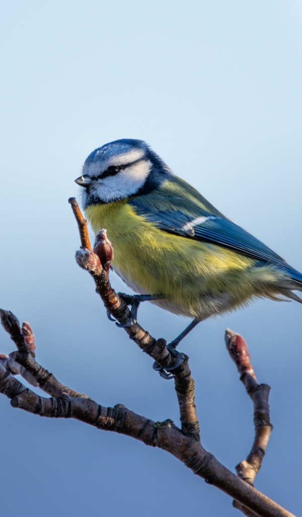 Маленькая  лазоревка на ветке