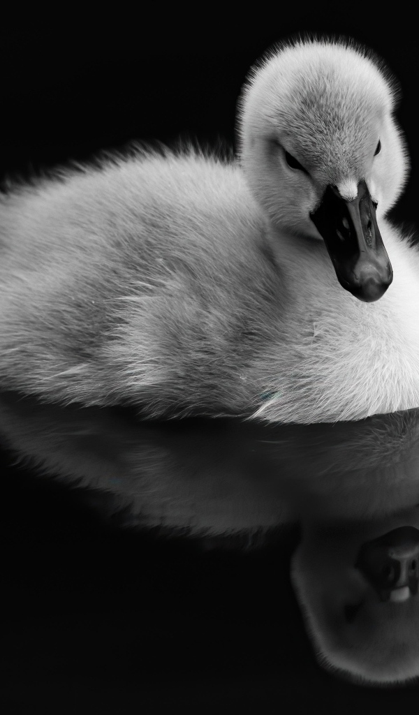 Маленький утенок отражается в воде на черном фоне